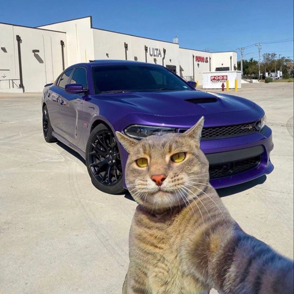 Topic epal m genmogens lfg my cat took a selfie my cat took a