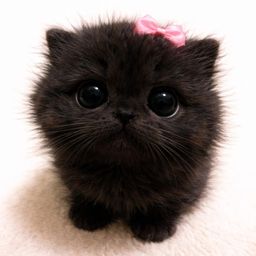 cecebby avatar