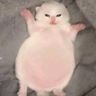 BigBellyCat avatar