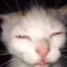 Pota avatar