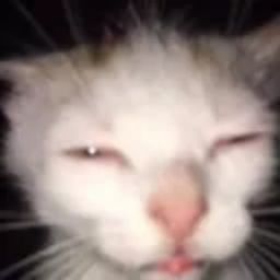 Pota avatar