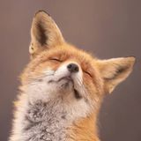SauBayNøxPinguleon avatar