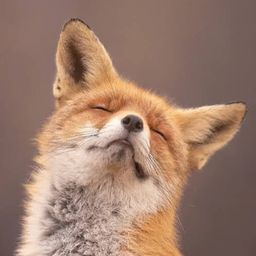 SauBayNøxPinguleon avatar