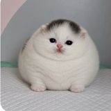 tubtub avatar
