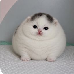 tubtub avatar