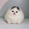 tubtub avatar