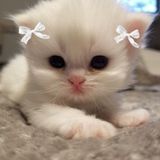 linds avatar