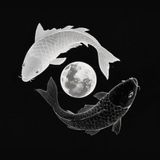 LunariaVT avatar