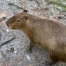 CAPIBARA1 avatar