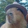CAPIBARA1 avatar