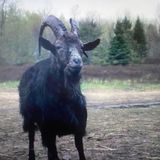 zawg avatar
