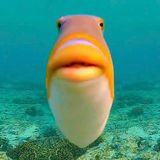 Hek avatar