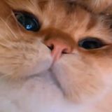 supercat52 avatar