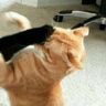 Cat~Sweet avatar