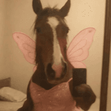 anli avatar