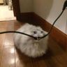 Obsessivekitten avatar
