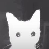 JulsAng avatar