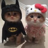 Batmanandkitty avatar