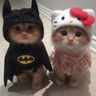 Batmanandkitty avatar