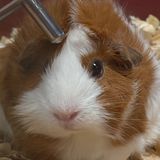 nom_nom avatar