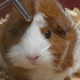nom_nom avatar