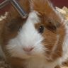 nom_nom avatar