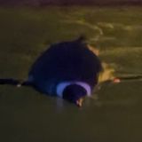 BigAC avatar