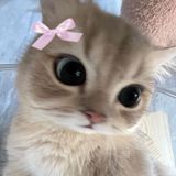 tohrubunni avatar