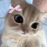 tohrubunni avatar