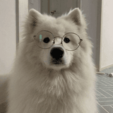 BiscuitPup avatar