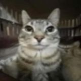 choopmagnivul avatar