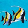 fish1123 avatar